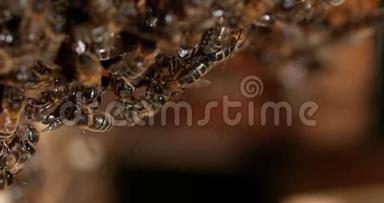 欧洲蜂蜜蜂，意大利蜜蜂，野雷黑蜂，<strong>拍打翅膀</strong>，诺曼底蜜蜂，慢动作